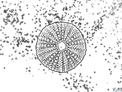 urchin Prinditavad Värvimislehed